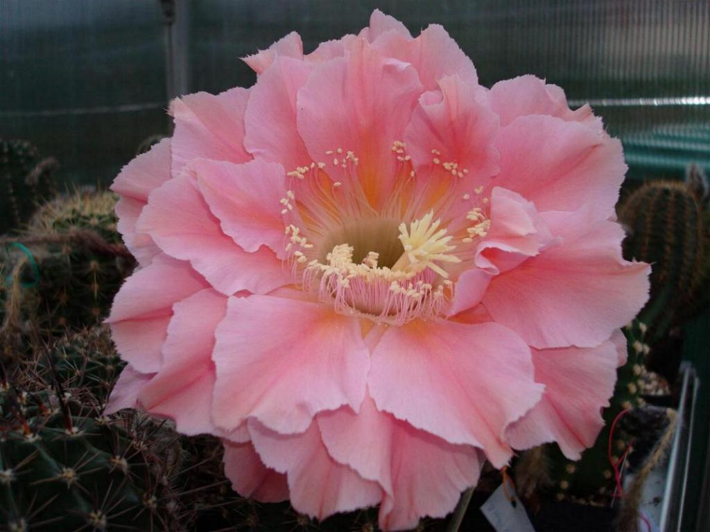 Southern Belle 4.12_2.jpg